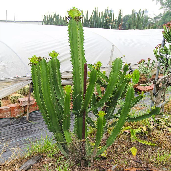 Euphorbia trigona