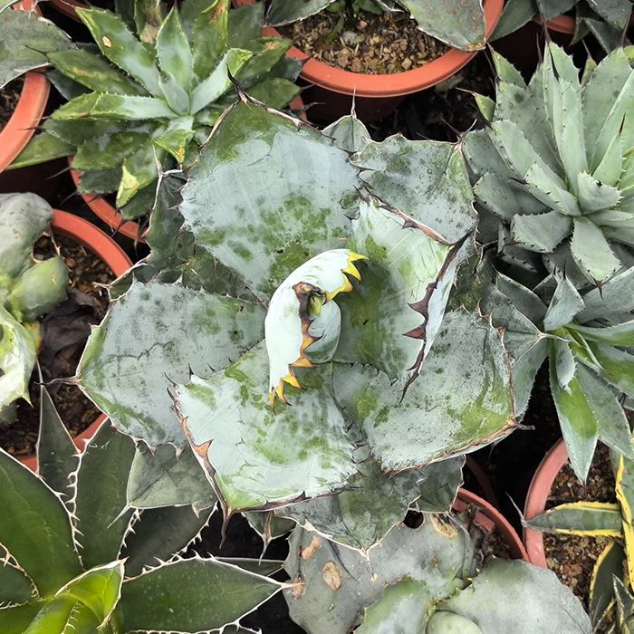 Agave titanota Black and Blue