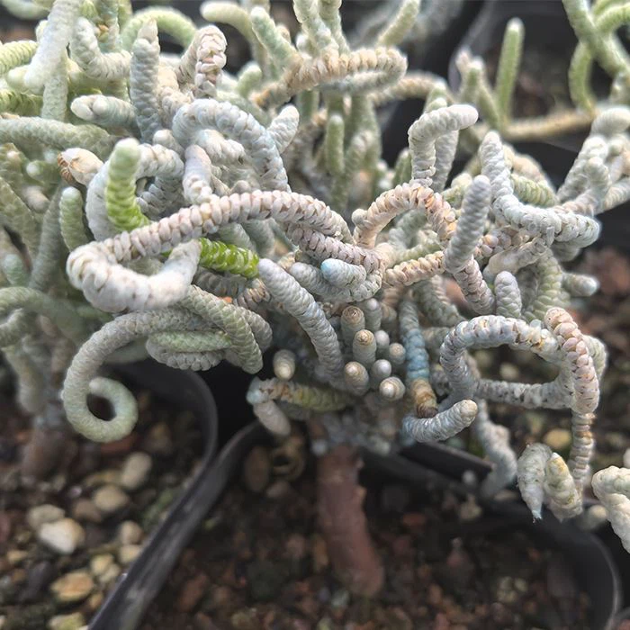 Anacampseros papyracea