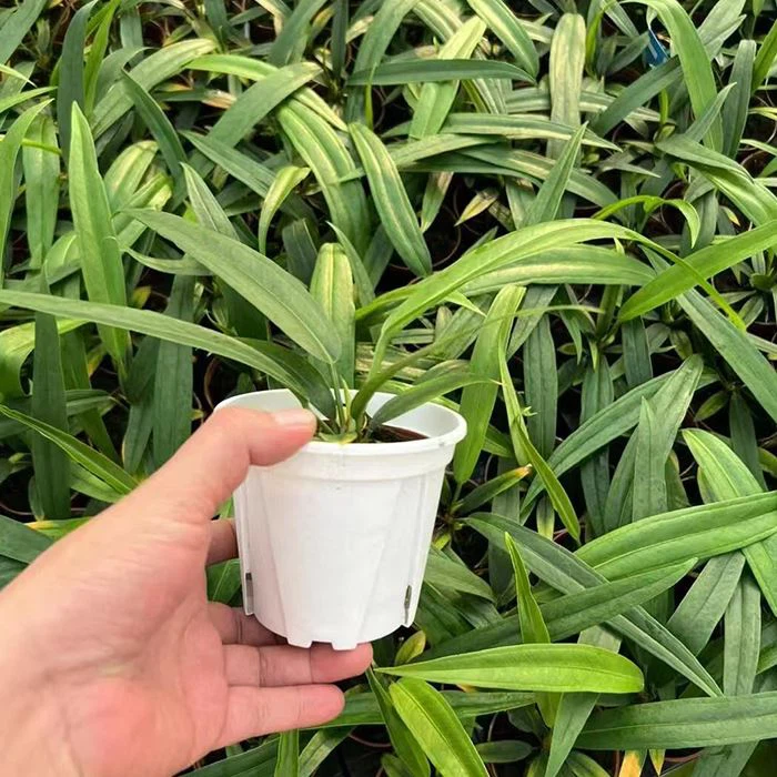 anthurium bakeri for sale