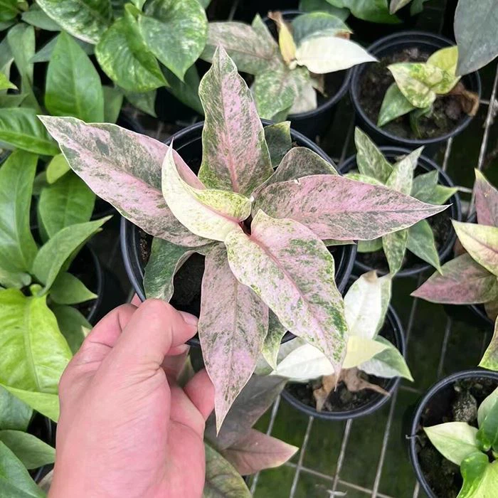 Anthurium Bonplandii