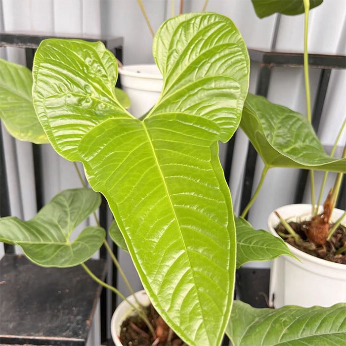 Anthurium Draconopterum