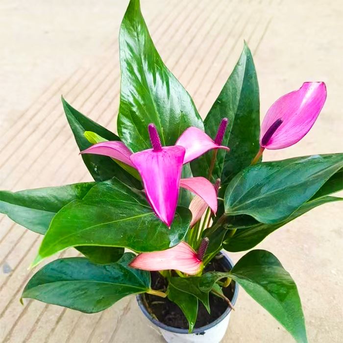 Anthurium Karma Purple
