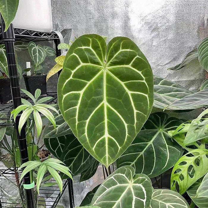 Anthurium Magnificum Plant