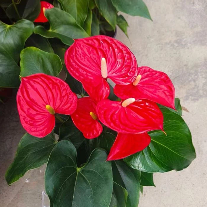 Anthurium Michigan
