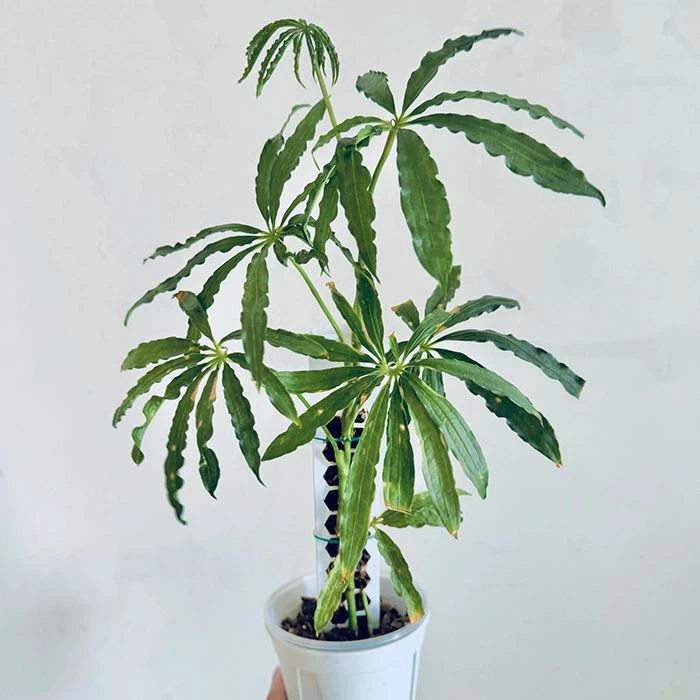 Anthurium Polydactylum