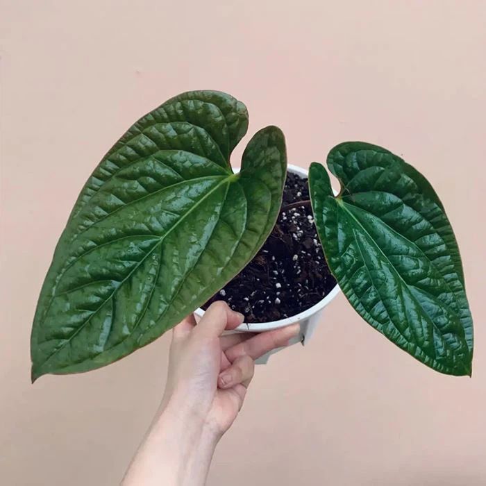Anthurium Radicans Plant