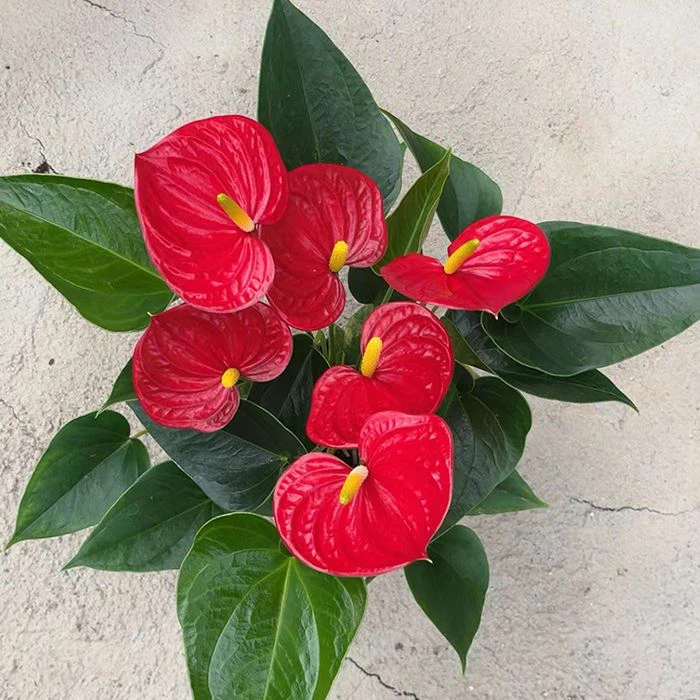 Anthurium Red Success