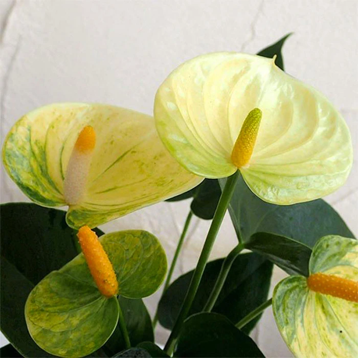 Anthurium Vanilla