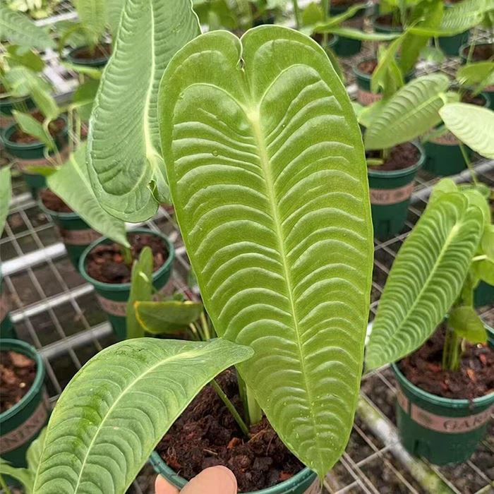 Anthurium Vertichii