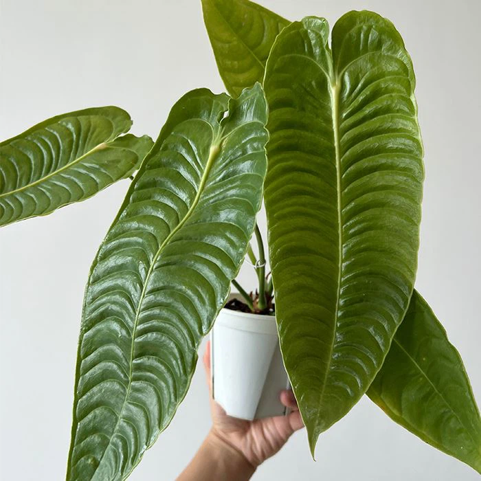 Anthurium Vertichii
