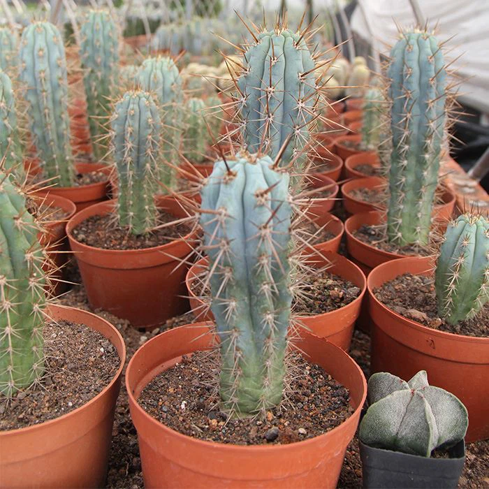 Blue Cereus