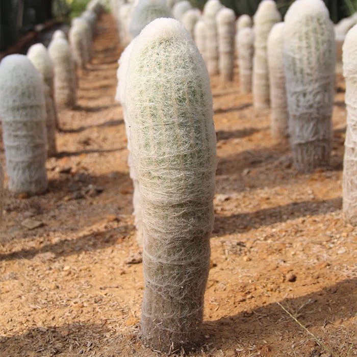 Cactus Espostoa Lanata