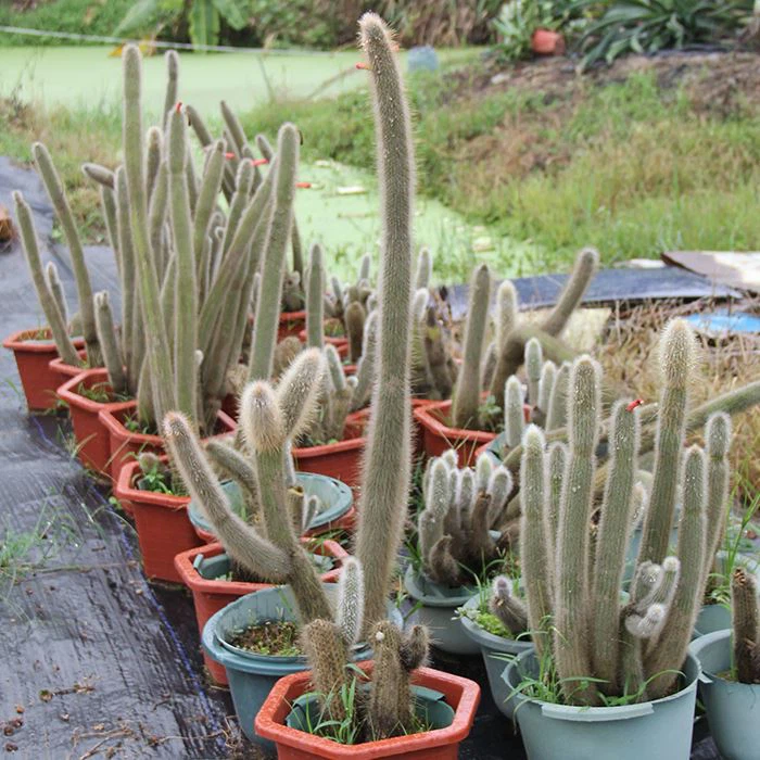 Wooly Torch cactus