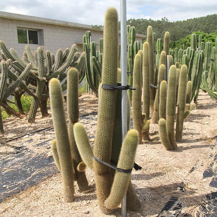 Cleistocactus Strausii Cactus