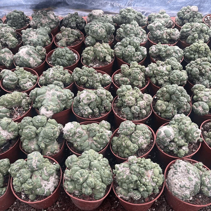 Coryphantha Elephantidens Cristata