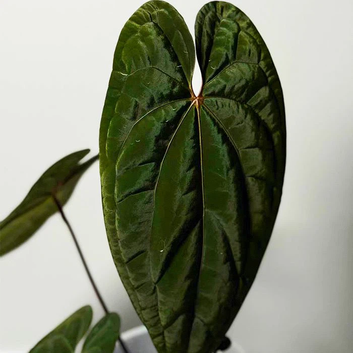 Dark Phoenix Anthurium