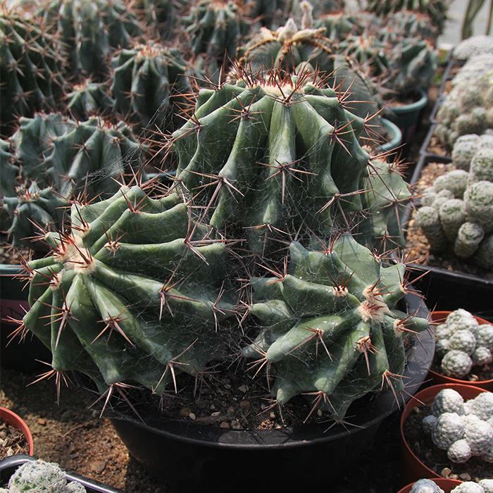 Echinocactus setispinus