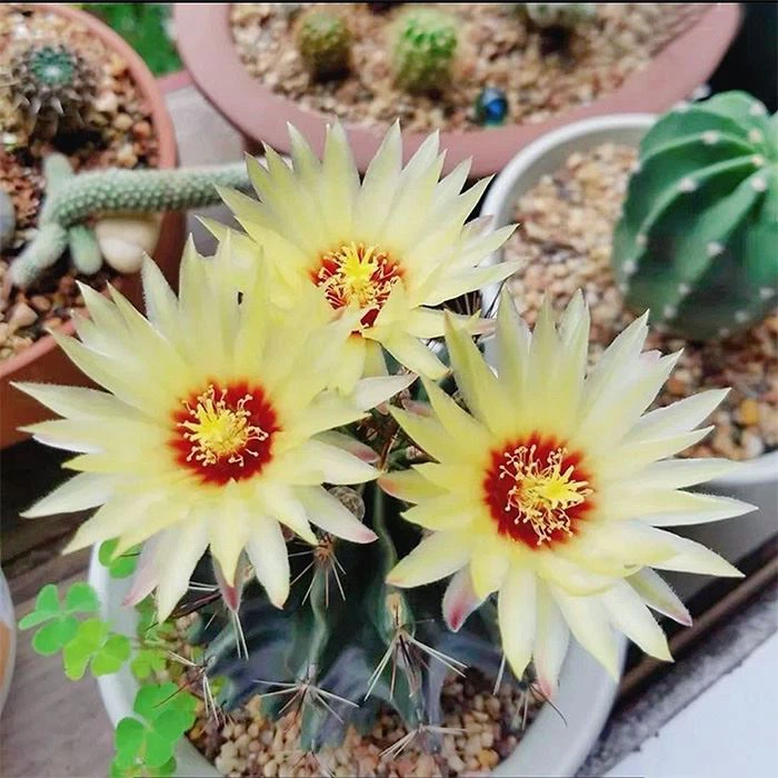 Miniature Barrel Cactus