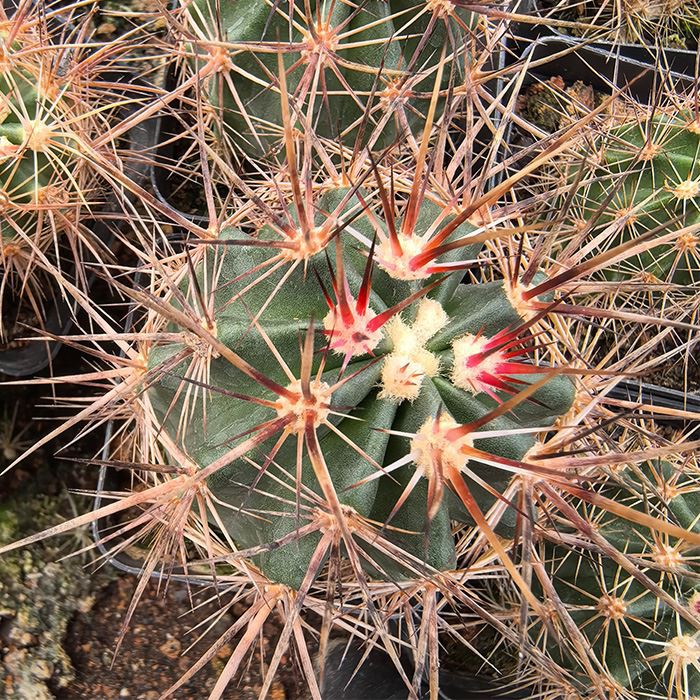 Echinocereus Ferreirianus