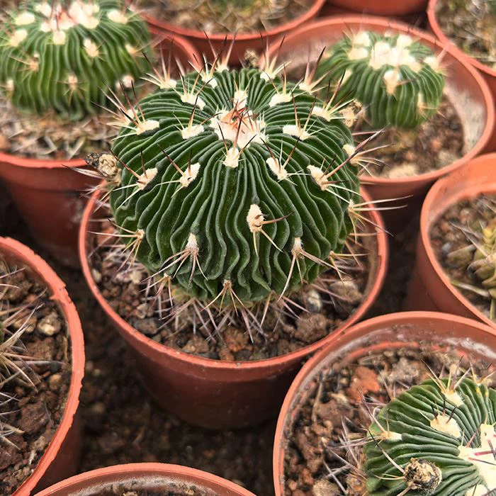 echinofossulocactus multicostatus cactus
