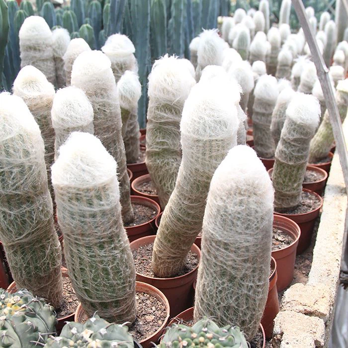 Peruvian Old Man Cactus