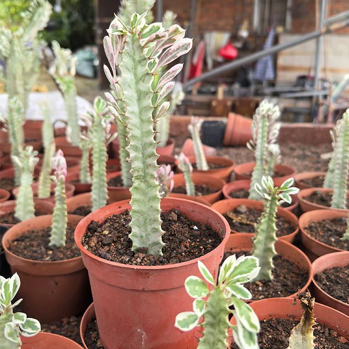 Euphorbia Trigona Variegated White Tip