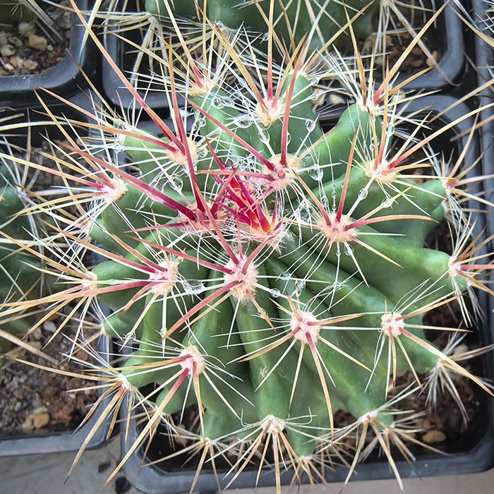 Ferocactus Stainesii Var. Pilosus