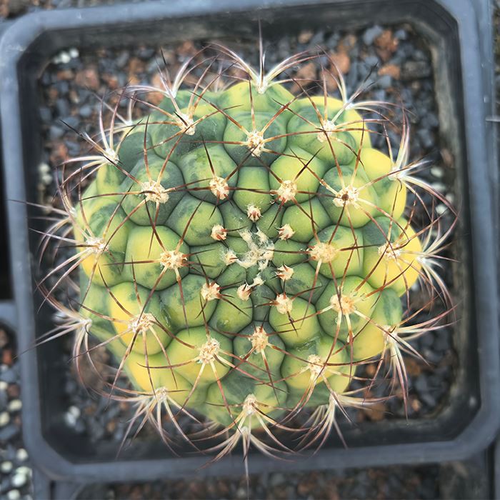 Gymnocalycium Saglionis Variegated