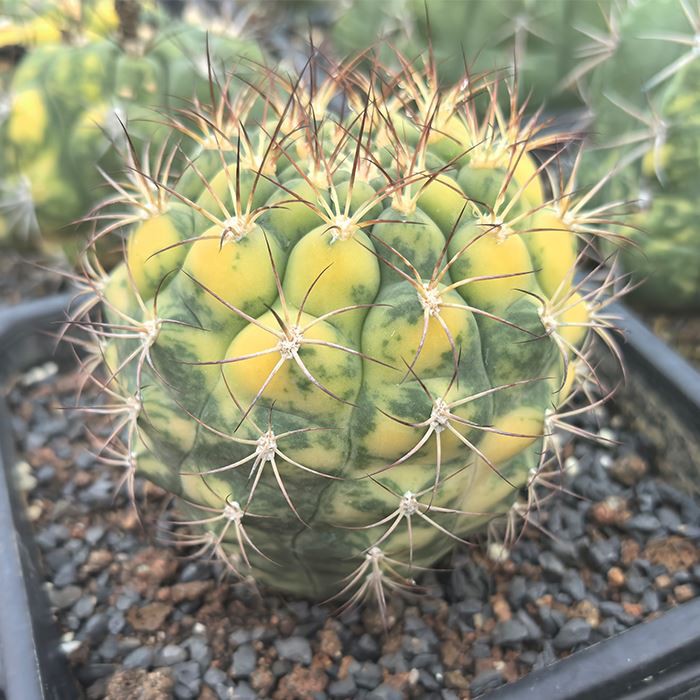 Gymnocalycium saglionis