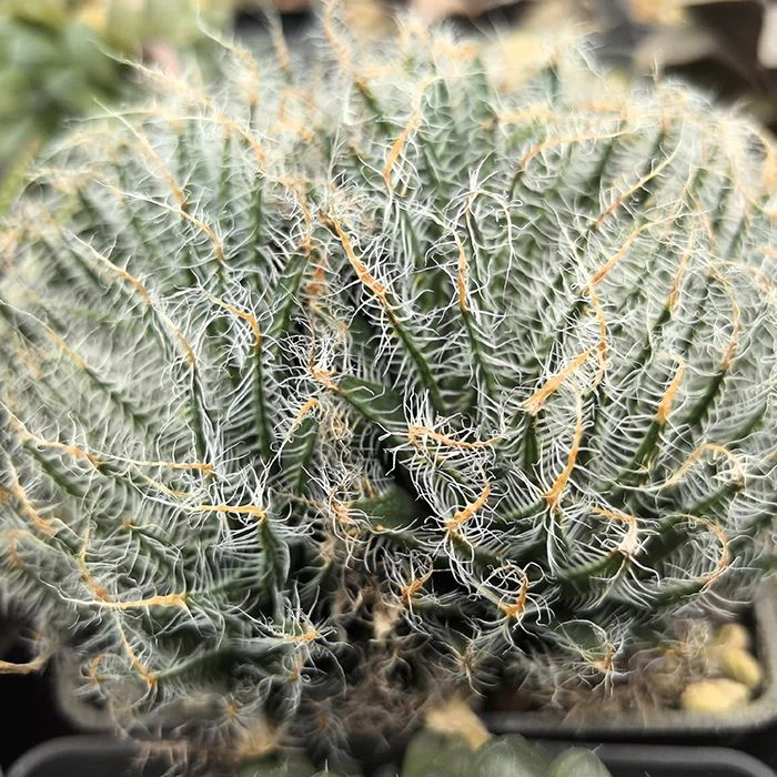 Haworthia arachnoidea