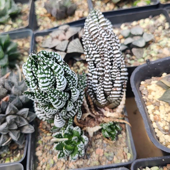 Haworthiopsis Reinwardtii
