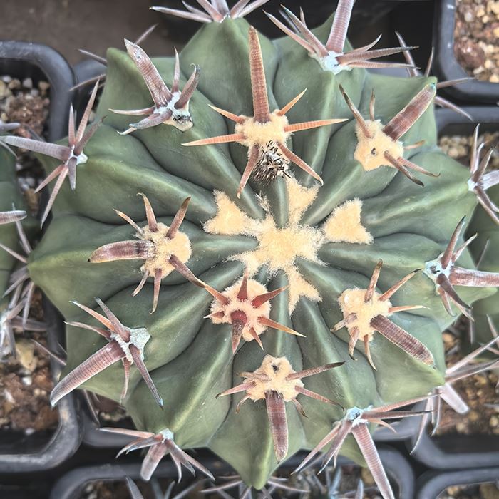 horse crippler