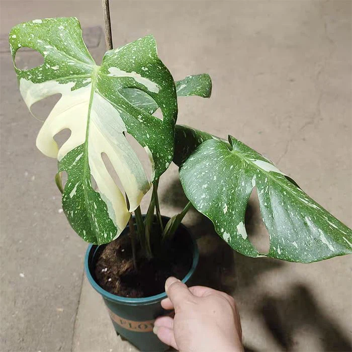 thai constellation monstera