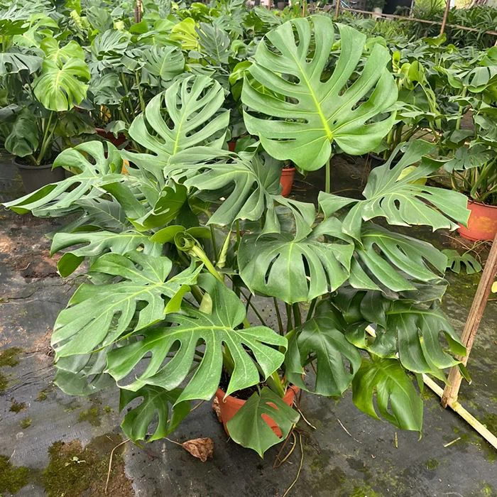 Swiss Cheese Plant