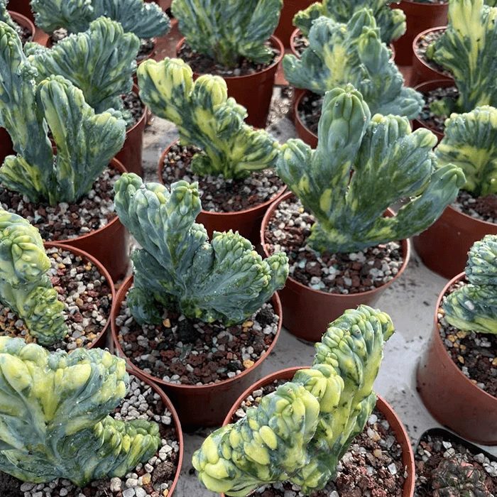 Myrtillocactus Geometrizans Crested Variegated