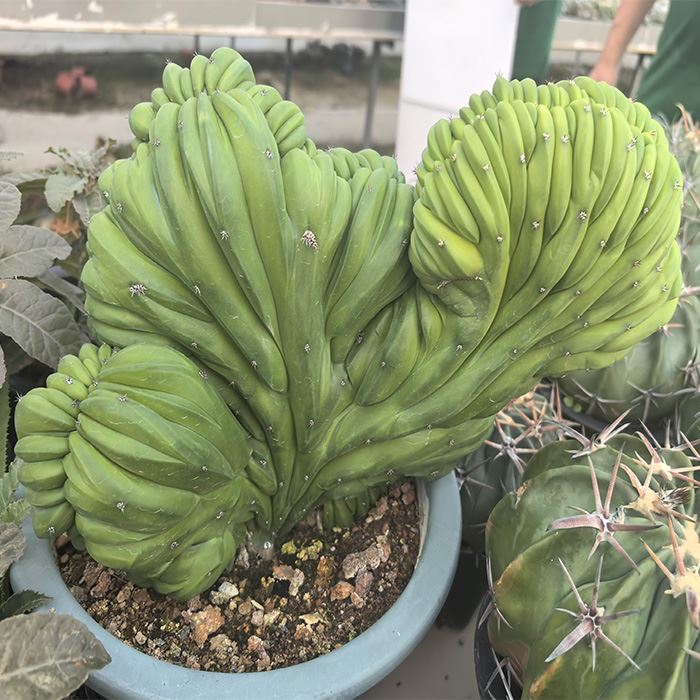 Myrtillocactus geometrizans cristata