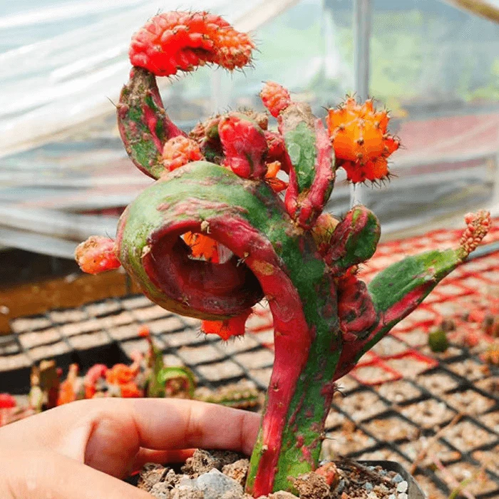 Myrtillocalycium Chimera Variegated