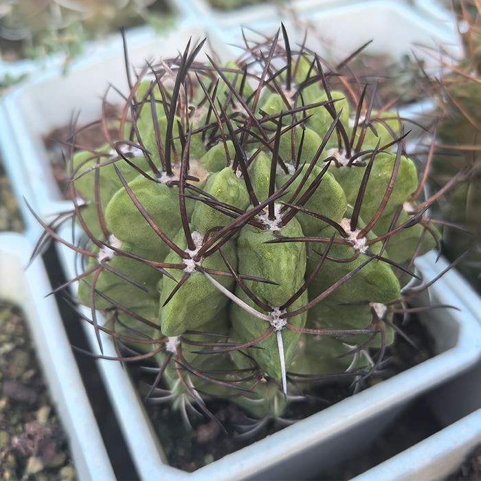 Neoporteria Paucicostata