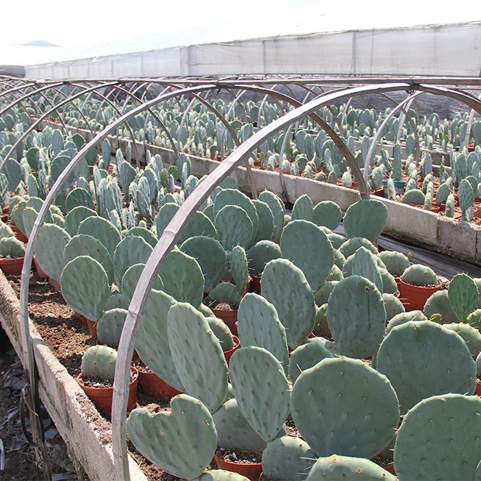 Silver Dollar Cactus
