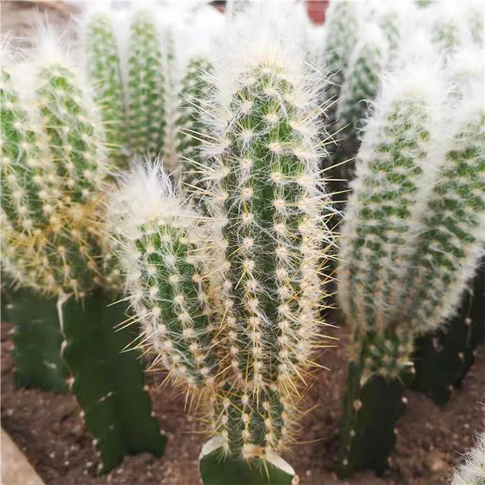 Oreocereus Doelzianus