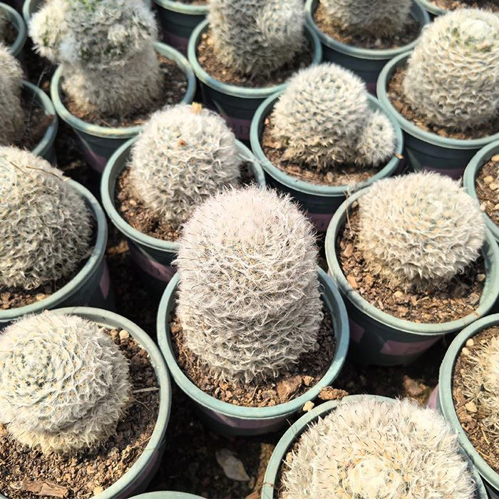mammillaria powder puff