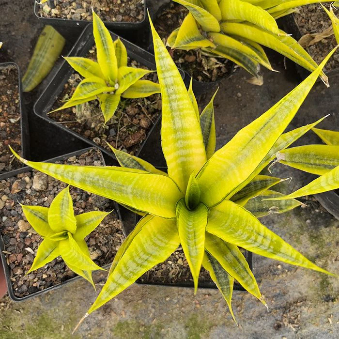 Sansevieria Cordova Variegated