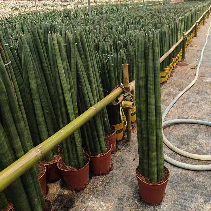 cylindrical snake plant