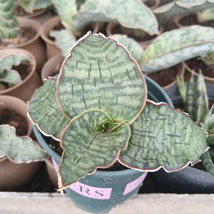 Sansevieria Dragon Blue