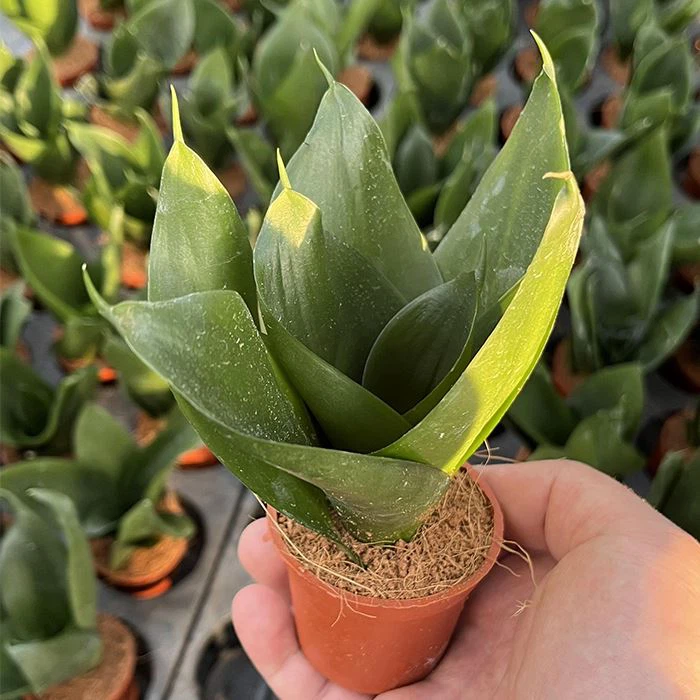 hahnii jade snake plant