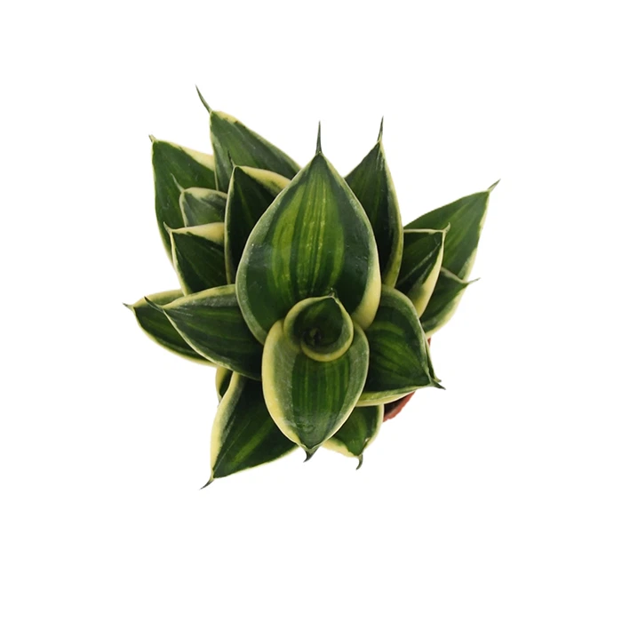 Sansevieria trifasciata