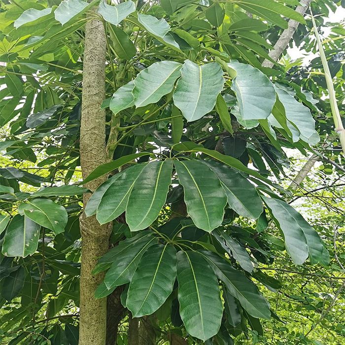 Australian Umbrella Tree
