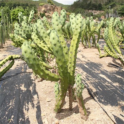 Myrtillocactus Geometrizans Fukurokuryuzinboku Boobie Cactus