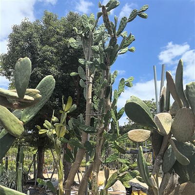 Opuntia Cochenillifera Cactus